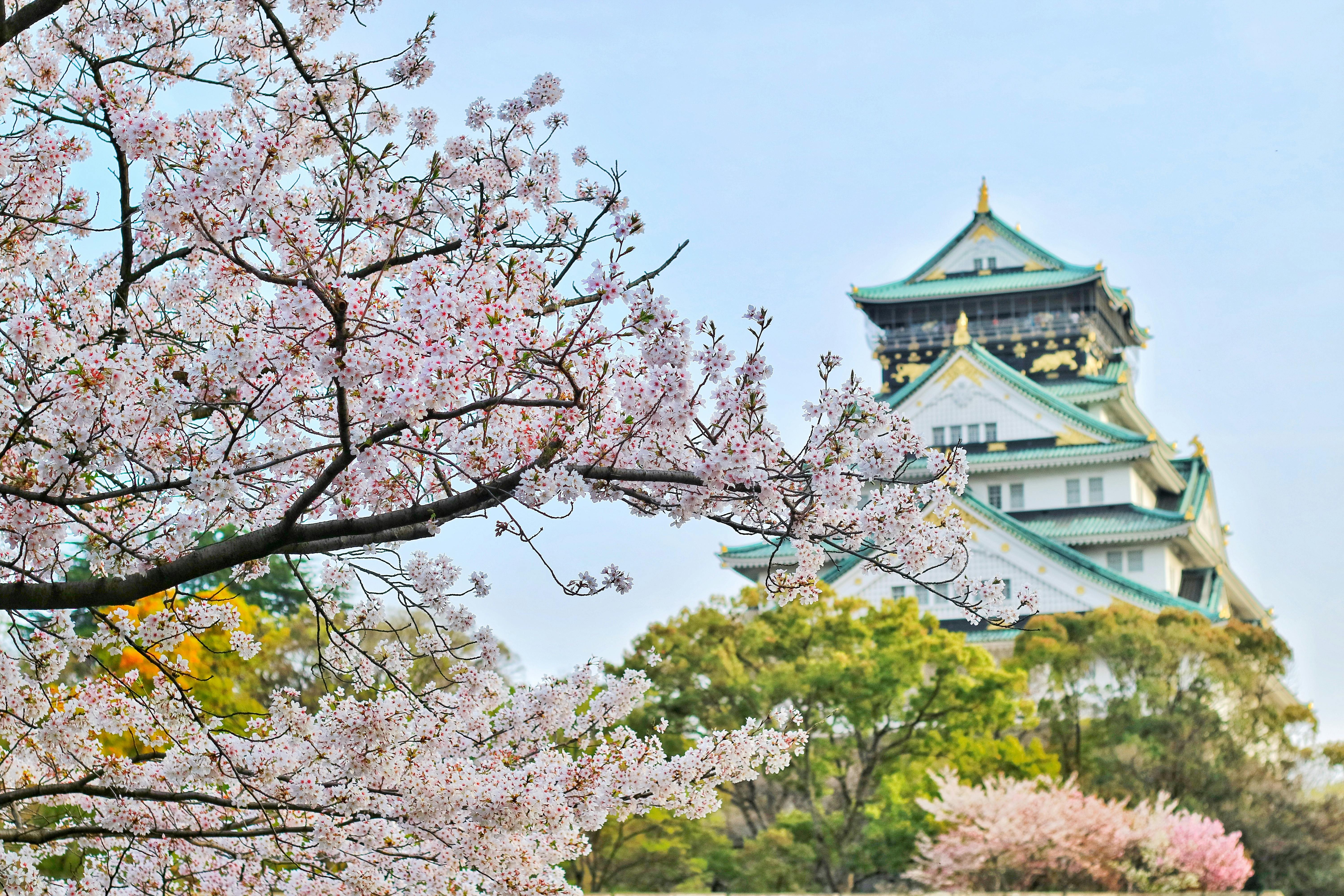 Japan Tour